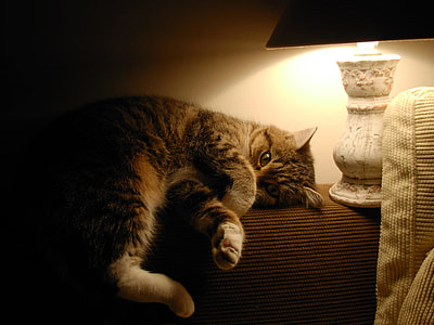 gray cat lying on brown chair near table lamp thumbnail
