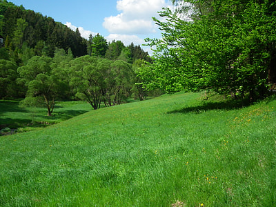 green leafed trees thumbnail
