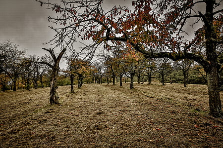 landscape, nature, field, trees thumbnail