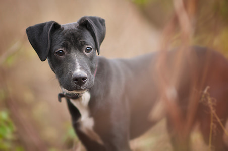 black and white American pit bull terrier during daytime thumbnail