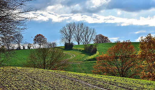 green grass and trees under sky thumbnail