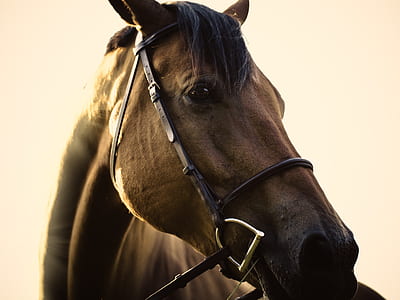 selective focus photography of brown horse thumbnail