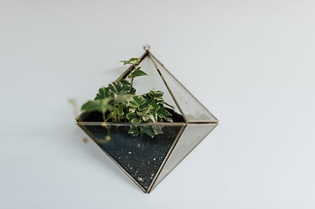 green and white leaf plants on hanged wall art thumbnail