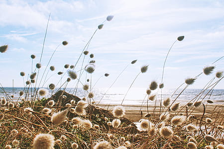 brown and white flower near seashore under cloudy sky thumbnail