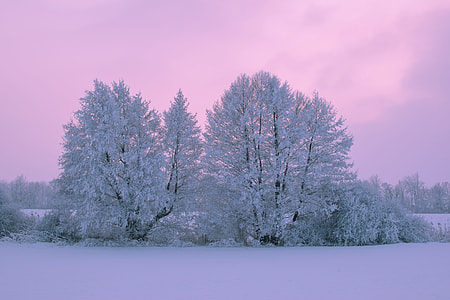 gray leaf trees at daytime thumbnail