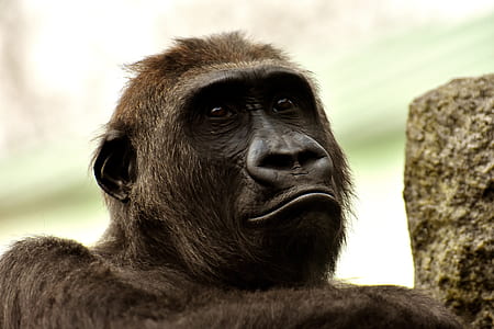focus photography of monkey thumbnail