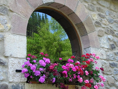 pink and red flowers on wall at daytime thumbnail