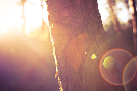 Tree in Morning Sunlights thumbnail