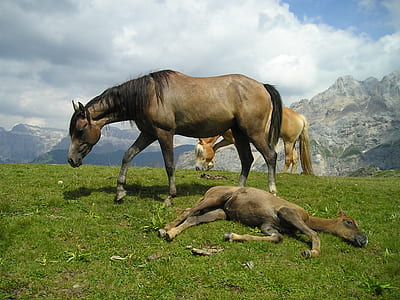 three beige horses thumbnail