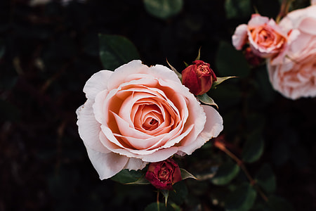 closeup photography of pink rose flowers thumbnail