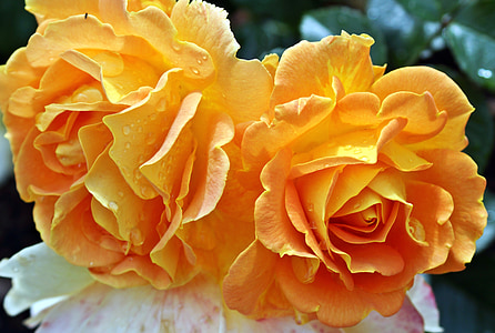 orange rose flower thumbnail