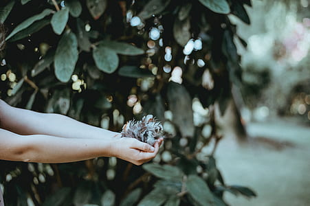 person holding white and black feathers near green leaf tree thumbnail