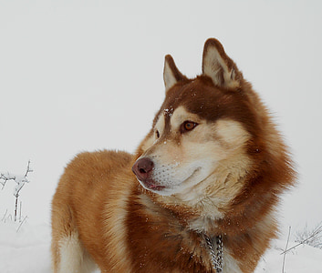 adult brown Siberian husky on snow thumbnail