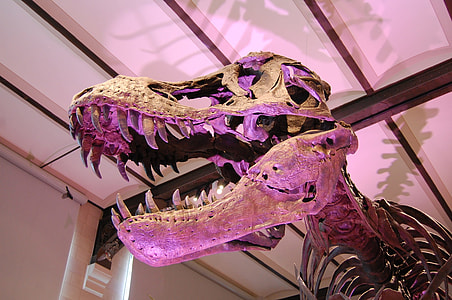T-rex skeleton inside the museum thumbnail
