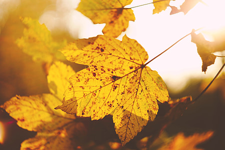 closeup photo of maple leaf thumbnail
