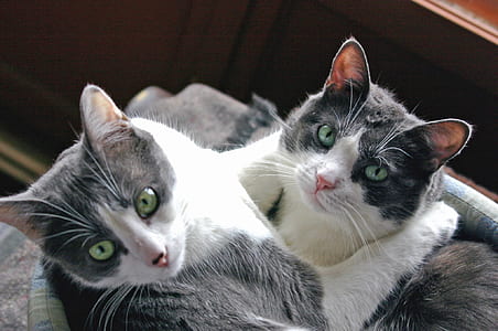 two cats looking at camer a thumbnail