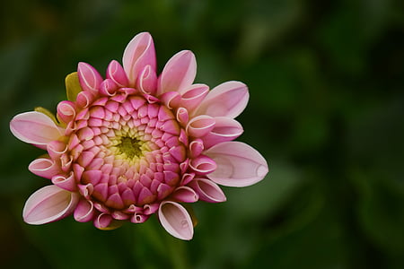 pink and yellow dahlia bud macro photography thumbnail