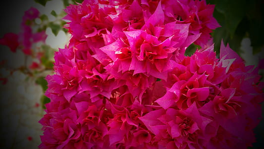 Red Flowers thumbnail