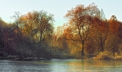 tree beside body of water thumbnail