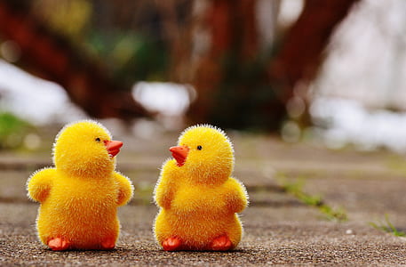 two yellow chicks on floor thumbnail