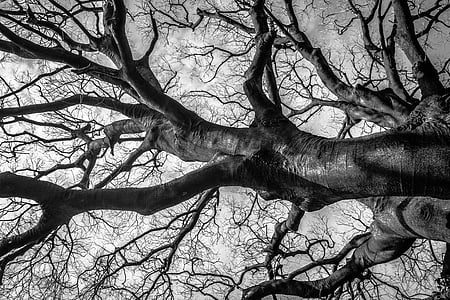 grayscale photo of tree thumbnail