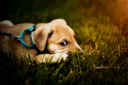 yellow Labrador retriever puppy lying on grass field during daytime thumbnail