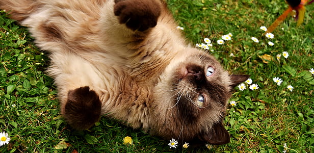 Siamese cat lying on green grass thumbnail