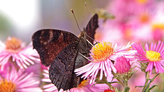 nature, flowers, summer, garden thumbnail