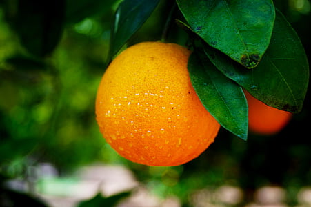 close up photo of orange fruit thumbnail