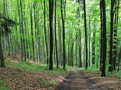 walkway surrounded by trees thumbnail