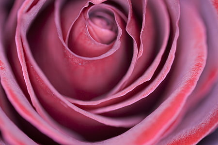 red rose illustration thumbnail