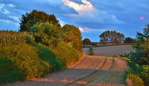green tree and brown grass during sunset thumbnail