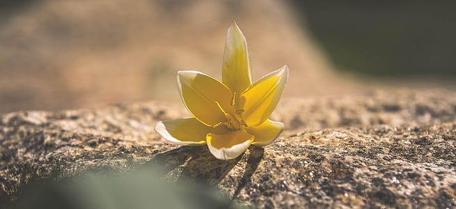 yellow lily flower thumbnail
