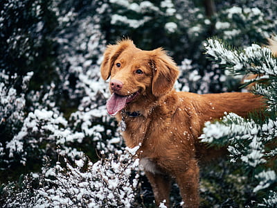 Nova Scotia duck tolling retriever on grass thumbnail