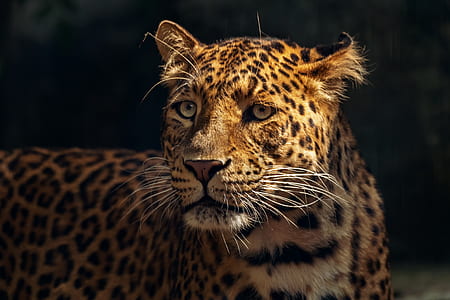 selective focus photo of leopard thumbnail