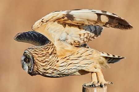 selective-focus photography of brown owl thumbnail