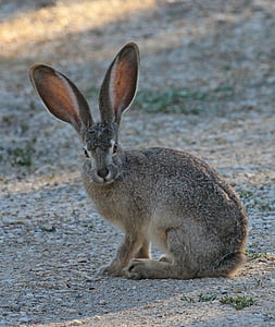 gray hare thumbnail