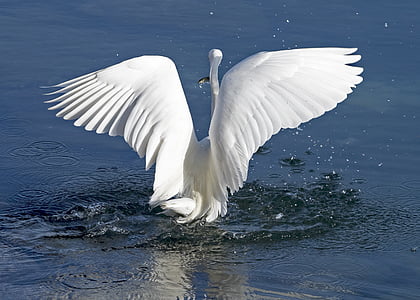 shallow focus photography of white swan thumbnail