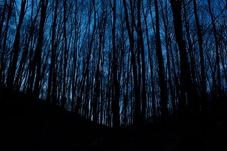 silhouette photography of trees thumbnail