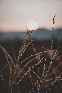 wheat in macro photography thumbnail