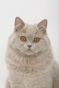 front photo of reclining gray cat with gray background thumbnail