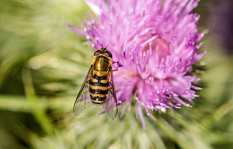 Large Campestris, Syrphus Ribesii thumbnail