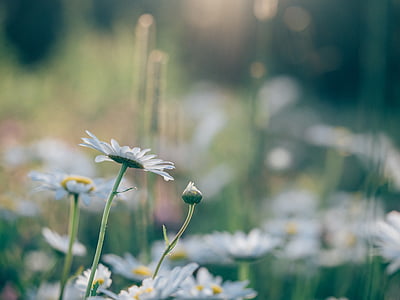 selective focus photography of white daisy flowers thumbnail