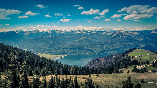 pine trees on valley thumbnail