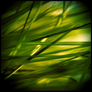 green leafed grass thumbnail