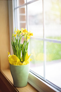 yellow flowers near clear glass panel window thumbnail