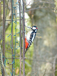 Great Spotted Woodpecker thumbnail