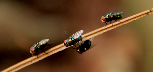 4 Black Fly on Brown Stick thumbnail