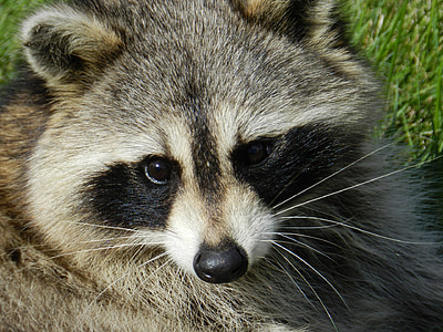 close up photo of raccoon thumbnail