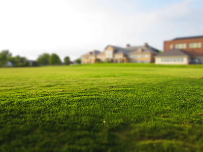 worm's eye view of green gras thumbnail